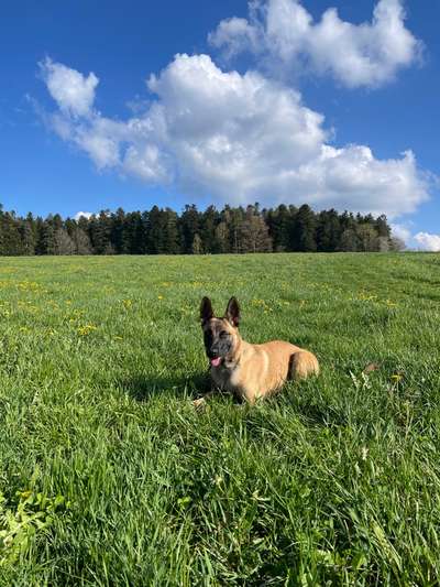 Hundetreffen-Hundetreffen zur Übung von Hundebegegnungen-Bild