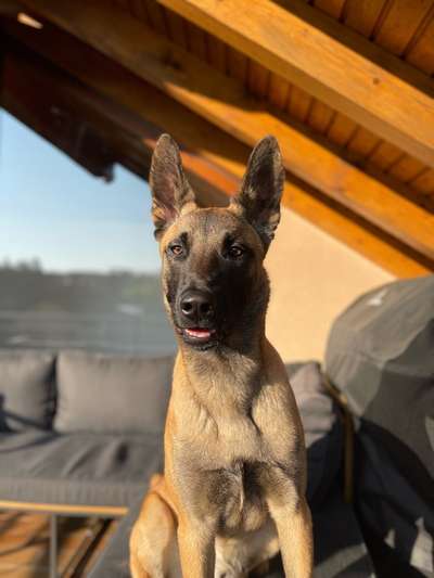 Malinois-Beitrag-Bild