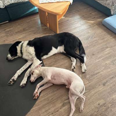 Hund beißt und geht einen richtig an !-Beitrag-Bild