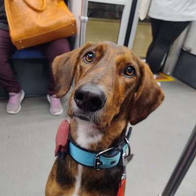 Hundetreffen-Zuko sucht Spiel- und Trainingspartner*innen-Bild