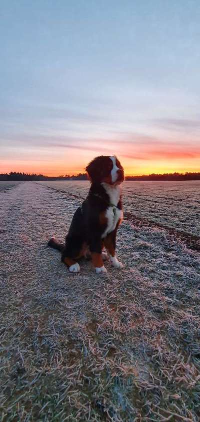 Foto's und Hundemodels-Beitrag-Bild