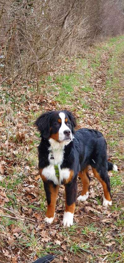 Berner Sennen-Beitrag-Bild