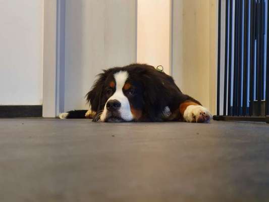 Foto's und Hundemodels-Beitrag-Bild