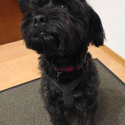 Wie sitzt mein Geschirr?-Beitrag-Bild