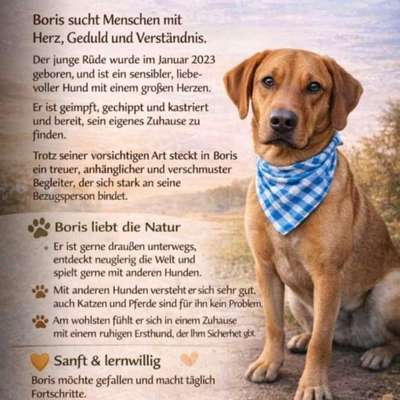 Tierschutzhunde suchen ein Zuhause-Beitrag-Bild