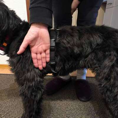 Wie sitzt mein Geschirr?-Beitrag-Bild