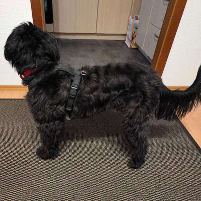 Wie sitzt mein Geschirr?-Beitrag-Bild