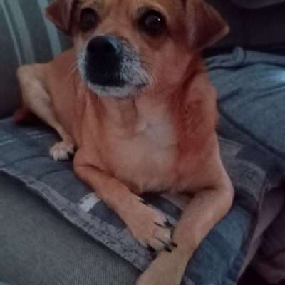 Hundetreffen-Spiel- und Gassirunde in Winterberg-Bild