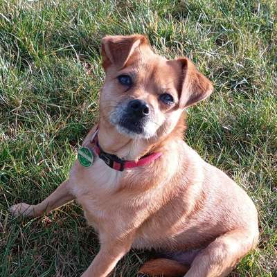 Hundetreffen-Treffen zum Spazieren gehen-Bild