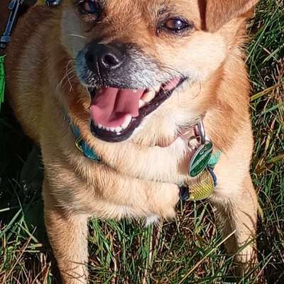 Hundetreffen-Gemeinsame Spaziergänge im Wald-Bild