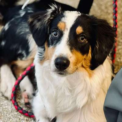 Die besten Hundeblicke 🐾❤️-Beitrag-Bild