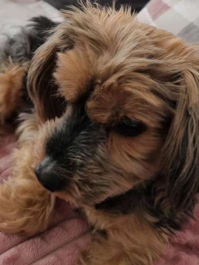 Yorkshire Terrier-Beitrag-Bild