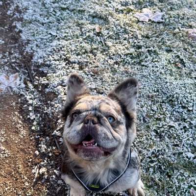 Hundetreffen-Spiel- und Gassirunden-Bild