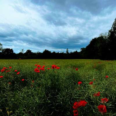 Hundetreffen-Social Walk (auf Distanz)-Bild