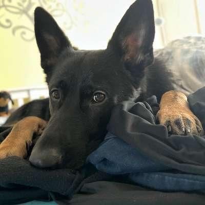 Hundetreffen-Spiel- und Gassitreffen-Bild