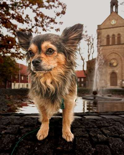 Hundetreffen-Social Walk-Bild