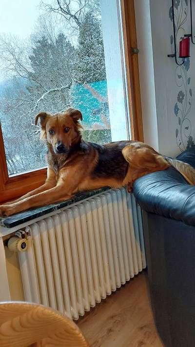 Challenge Nr 14
Eure Fellnasen auf ihrem Lieblingsplatz-Beitrag-Bild