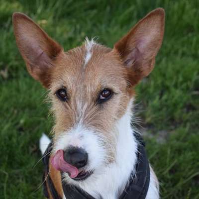 Hundetreffen-Windhund-Treff Tempelhofer Feld-Profilbild