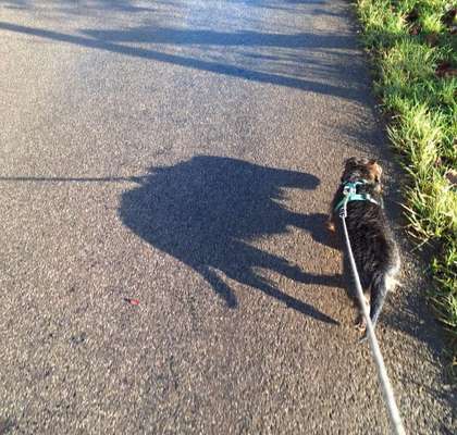 Hundetreffen-Gemeinsame Gassi Runden-Bild