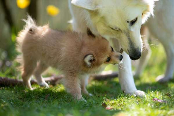 Zeigt mal die schönsten Bilder von euren Hunden !-Beitrag-Bild