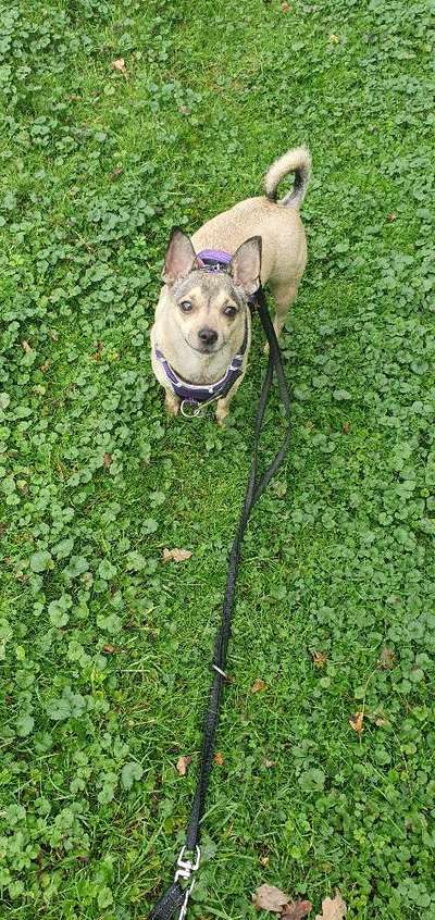 Mischlingshunde Foto Aufruf-Beitrag-Bild