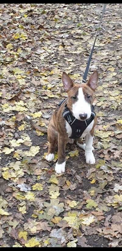 Miniatur Bull Terrier-Beitrag-Bild