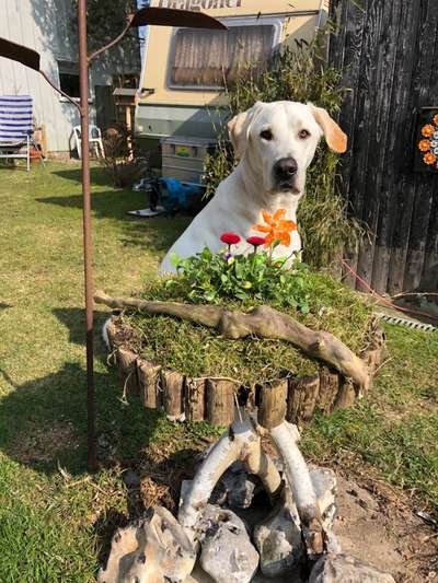 Challenge 23 : "  Euer Hund beim Frühlingserwachen "-Beitrag-Bild