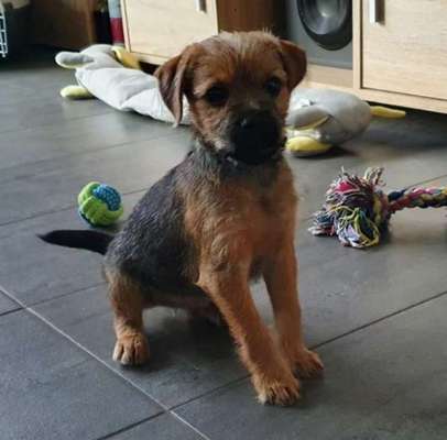Hallo an alle Border Terrier!-Beitrag-Bild