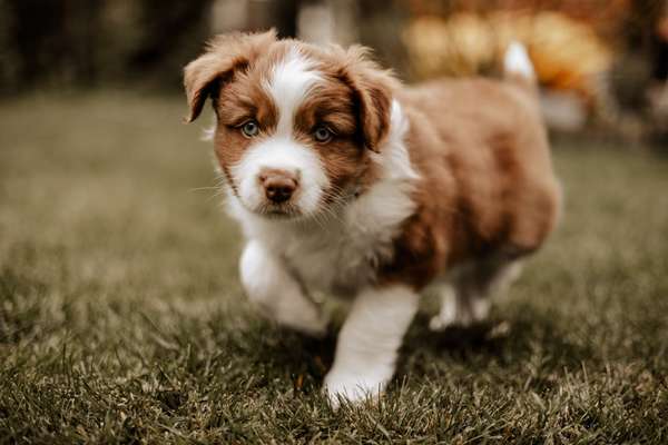 Dogorama Photo Challenge - Hunde in Action-Beitrag-Bild