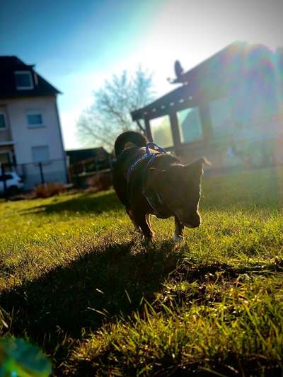 Dogorama Photo Challenge - Der Frühling kommt-Beitrag-Bild