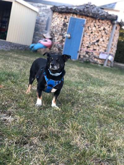 Mischlingshunde Foto Aufruf-Beitrag-Bild