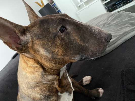 Miniatur Bull Terrier-Beitrag-Bild