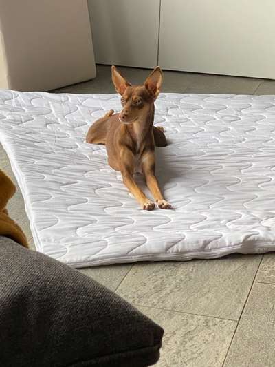 Liebhaber des Deutschen Pinscher gesucht.-Beitrag-Bild