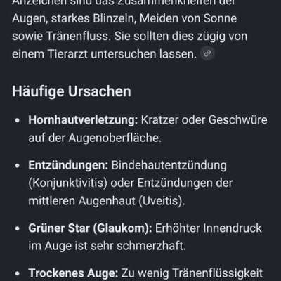 Lichtempfindlicher Hund bei Sonnenstrahlung in das Auge-Beitrag-Bild