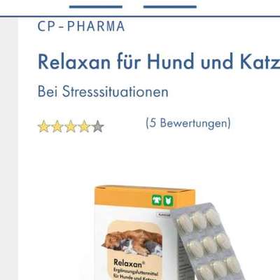 Alleinsein bei altem Hund-Beitrag-Bild