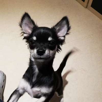 Hundetreffen-Welpen-/Junghunde Treffen zum Spielen und Spazierengehen. Bitte nur kleine Hunde. Wir freuen uns.-Bild