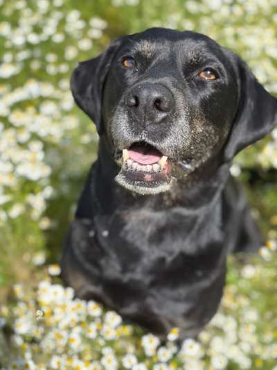 Hundetreffen-Abendrunde im Benrather Forst-Bild