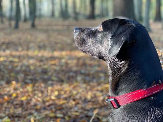 Die Dogorama Kalender Challenge Teil 1/4-Beitrag-Bild