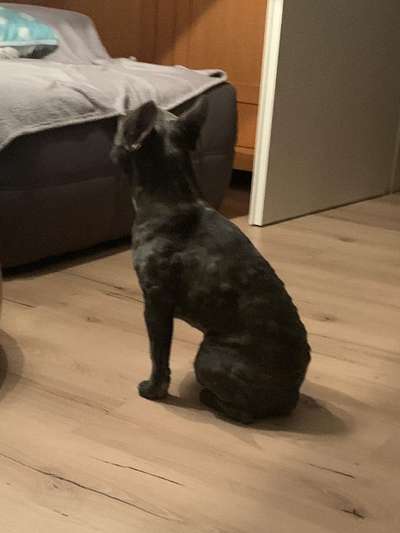 ⚠️🐛 Eichenprozessionsspinner – echte Gefahr für Hunde oder unnötige Panikmache?-Beitrag-Bild