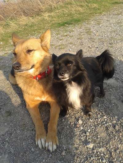 Unsere Fellnasen im Regenbogenland-Beitrag-Bild