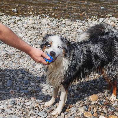 Hundetreffen-Spieltreffen-Bild