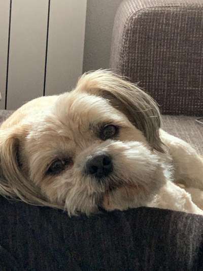 Tierschutz - Auslandstierschutz oder örtliches Tierheim?-Beitrag-Bild