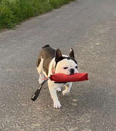 Zeigt her eure Frenchi-Beitrag-Bild