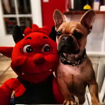 Zeigt her eure Frenchi-Beitrag-Bild