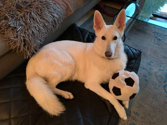 Alles rund um den Schäferhund, diskutieren erwünscht.-Beitrag-Bild