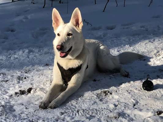 Alles rund um den Schäferhund, diskutieren erwünscht.-Beitrag-Bild