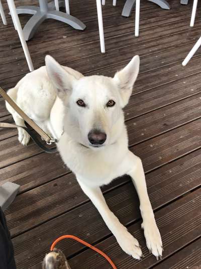 Weißer Schweizer Schäferhund-Beitrag-Bild