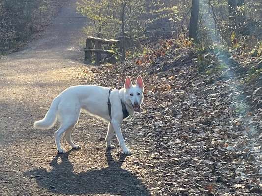 Postet das beste Foto von euren 4 beinern-Beitrag-Bild