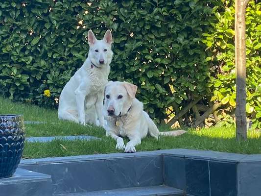 Postet das beste Foto von euren 4 beinern-Beitrag-Bild