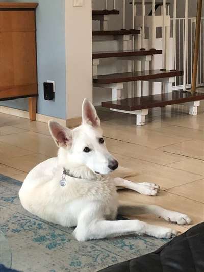 Weißer Schweizer Schäferhund-Beitrag-Bild